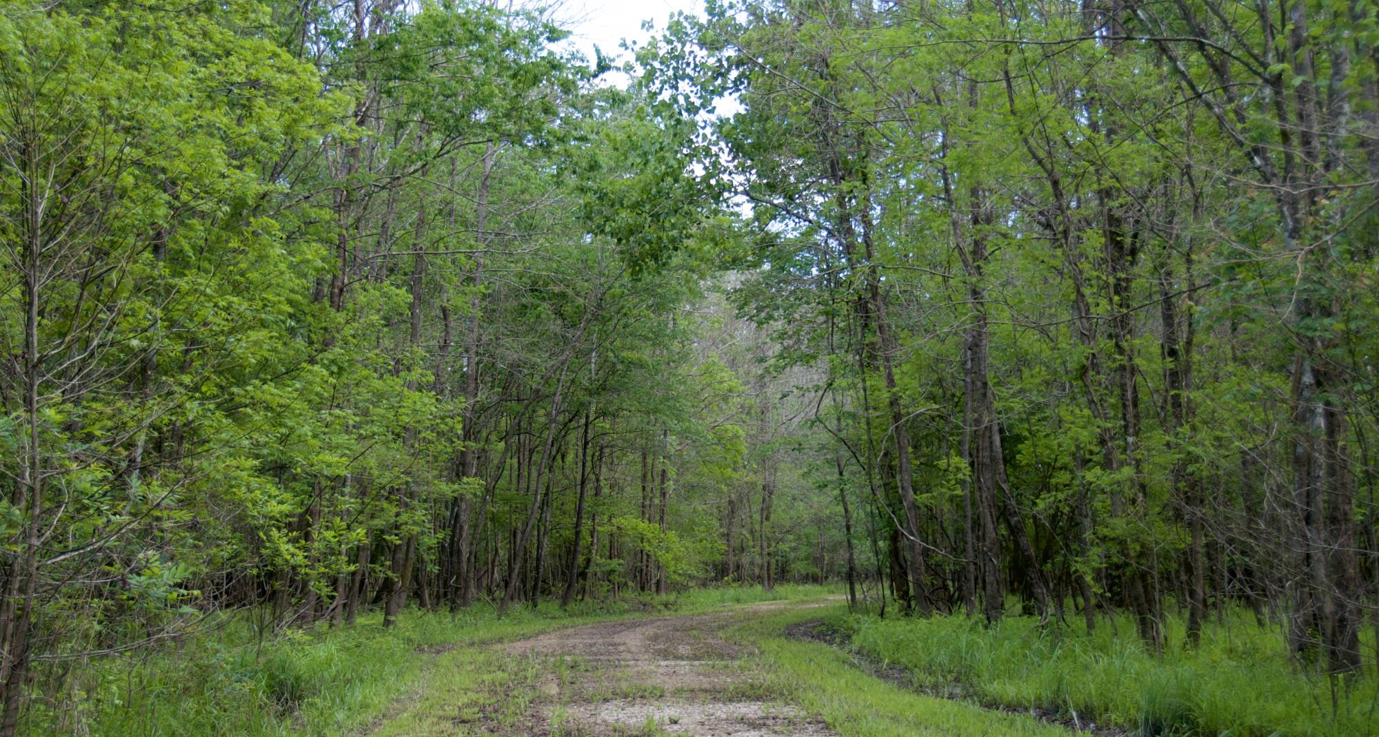Santee Timber Tract | Brown Land + Plantation Advisors